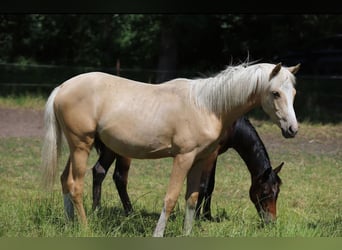 Deutsches Reitpony, Hengst, 1 Jahr, Palomino
