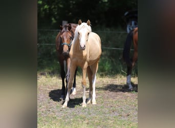 Deutsches Reitpony, Hengst, 1 Jahr, Palomino