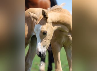 Deutsches Reitpony, Hengst, 1 Jahr, Palomino