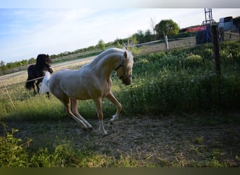 Deutsches Reitpony, Hengst, 1 Jahr, Palomino