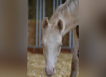 Deutsches Reitpony, Hengst, 1 Jahr, Perlino