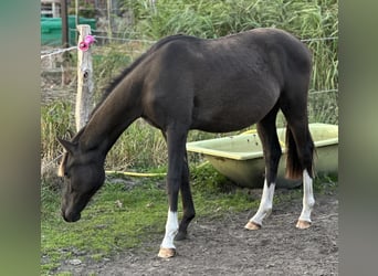 Deutsches Reitpony, Hengst, 1 Jahr, Rappe