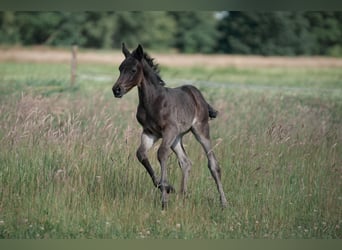 Deutsches Reitpony, Hengst, 1 Jahr, Rappe