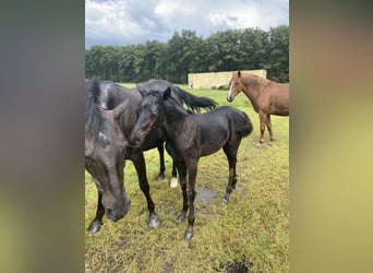 Deutsches Reitpony, Hengst, 1 Jahr, Rappe