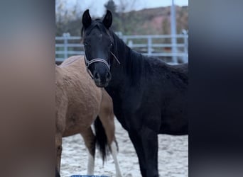Deutsches Reitpony, Hengst, 1 Jahr, Rappe