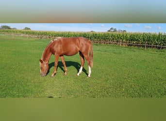 Deutsches Reitpony, Hengst, 1 Jahr, Roan-Red