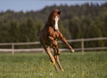 Deutsches Reitpony, Hengst, 1 Jahr, Rotschimmel