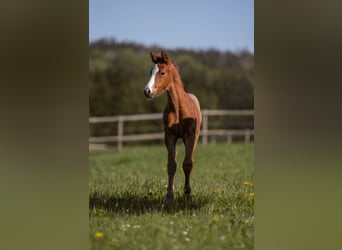 Deutsches Reitpony, Hengst, 1 Jahr, Rotschimmel