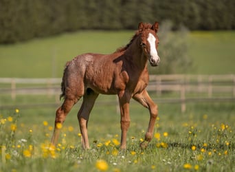 Deutsches Reitpony, Hengst, 1 Jahr, Rotschimmel