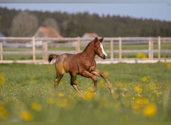 Deutsches Reitpony, Hengst, 1 Jahr, Rotschimmel