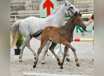 Deutsches Reitpony, Hengst, 1 Jahr, Schimmel