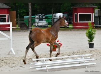 Deutsches Reitpony, Hengst, 1 Jahr, Schimmel