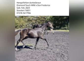 Deutsches Reitpony, Hengst, 1 Jahr, Schwarzbrauner