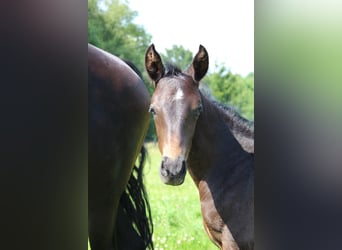 Deutsches Reitpony, Hengst, 1 Jahr, Schwarzbrauner