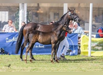 Deutsches Reitpony, Hengst, 1 Jahr, Schwarzbrauner