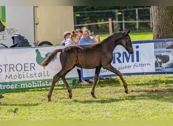 Deutsches Reitpony, Hengst, 1 Jahr, Schwarzbrauner