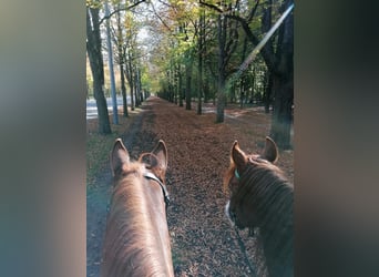 Deutsches Reitpony, Hengst, 20 Jahre, 156 cm, Fuchs