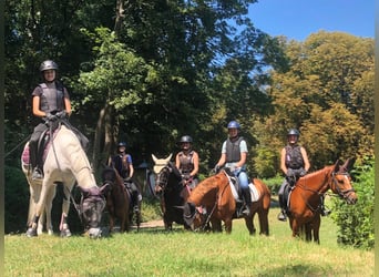 Deutsches Reitpony, Hengst, 20 Jahre, 156 cm, Fuchs