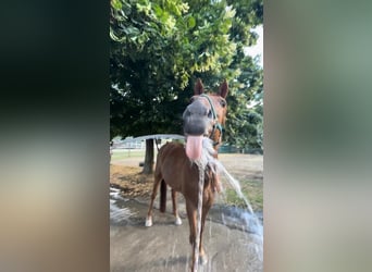 Deutsches Reitpony, Hengst, 20 Jahre, 156 cm, Fuchs