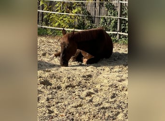 Deutsches Reitpony, Hengst, 20 Jahre, 156 cm, Fuchs