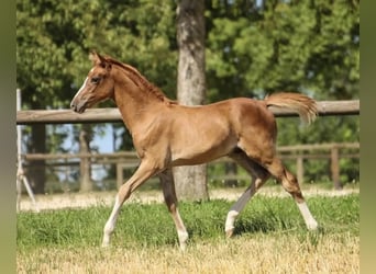 Deutsches Reitpony, Hengst, 2 Jahre, 135 cm, Fuchs