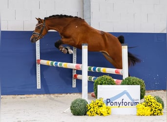 Deutsches Reitpony, Hengst, 2 Jahre, 136 cm, Brauner