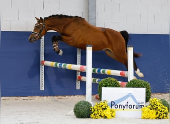 Deutsches Reitpony, Hengst, 2 Jahre, 136 cm, Brauner