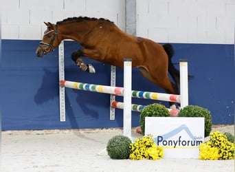 Deutsches Reitpony, Hengst, 2 Jahre, 136 cm, Brauner