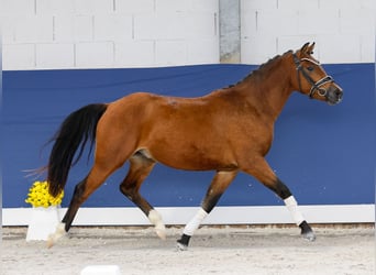 Deutsches Reitpony, Hengst, 2 Jahre, 136 cm, Brauner