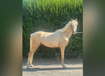Deutsches Reitpony, Hengst, 2 Jahre, 137 cm, Palomino