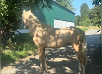 Deutsches Reitpony, Hengst, 2 Jahre, 137 cm, Palomino