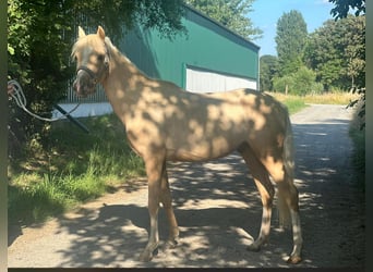 Deutsches Reitpony, Hengst, 2 Jahre, 137 cm, Palomino
