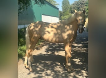 Deutsches Reitpony, Hengst, 2 Jahre, 137 cm, Palomino