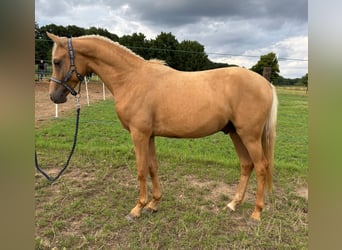 Deutsches Reitpony, Hengst, 2 Jahre, 137 cm, Palomino