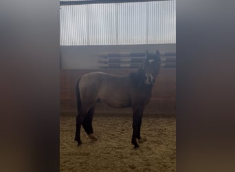 Deutsches Reitpony, Hengst, 2 Jahre, 138 cm, Buckskin