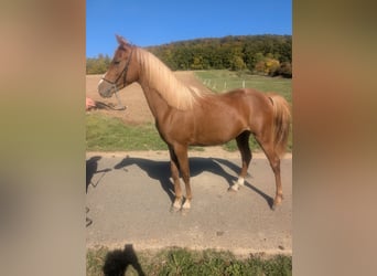 Deutsches Reitpony Mix, Hengst, 2 Jahre, 138 cm, Fuchs