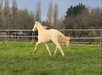 Deutsches Reitpony, Hengst, 2 Jahre, 138 cm, Perlino