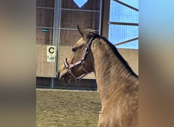 Deutsches Reitpony, Hengst, 2 Jahre, 140 cm, Falbe