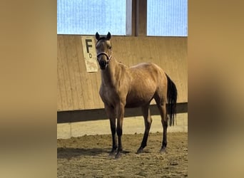 Deutsches Reitpony, Hengst, 2 Jahre, 140 cm, Falbe