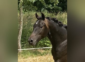 Deutsches Reitpony, Hengst, 2 Jahre, 140 cm, Schwarzbrauner