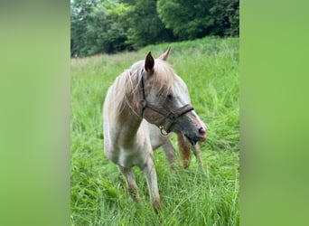 Deutsches Reitpony Mix, Hengst, 2 Jahre, 140 cm, Tigerschecke