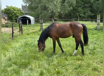 Deutsches Reitpony, Hengst, 2 Jahre, 141 cm, Brauner