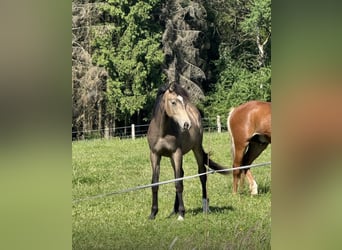 Deutsches Reitpony, Hengst, 2 Jahre, 141 cm, Buckskin