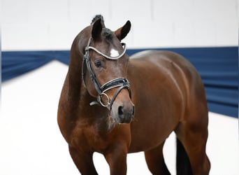 Deutsches Reitpony, Hengst, 2 Jahre, 142 cm, Dunkelbrauner