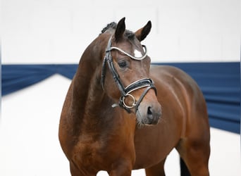 Deutsches Reitpony, Hengst, 2 Jahre, 142 cm, Dunkelbrauner