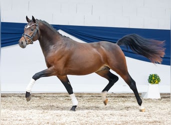 Deutsches Reitpony, Hengst, 2 Jahre, 142 cm, Dunkelbrauner