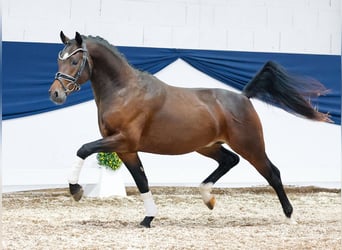 Deutsches Reitpony, Hengst, 2 Jahre, 142 cm, Dunkelbrauner