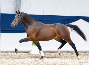 Deutsches Reitpony, Hengst, 2 Jahre, 142 cm, Dunkelbrauner