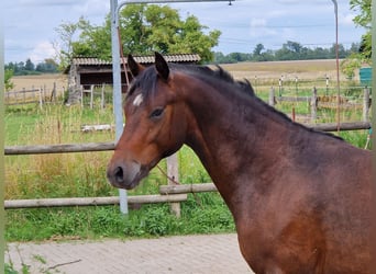 Deutsches Reitpony, Hengst, 2 Jahre, 142 cm, Dunkelbrauner