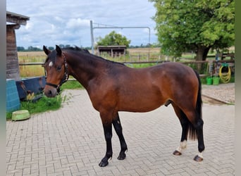 Deutsches Reitpony, Hengst, 2 Jahre, 142 cm, Dunkelbrauner